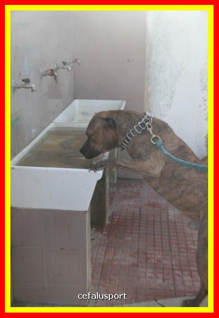 180311 mostra_canina 200.jpg